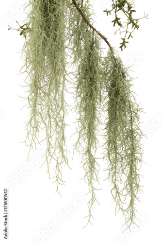 Delicate strands of green Spanish moss hanging from branch with white background nature scenery