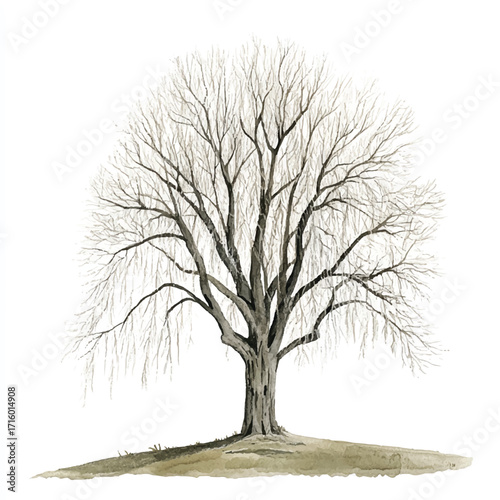 Bare Willow Tree Illustration on a Hill.