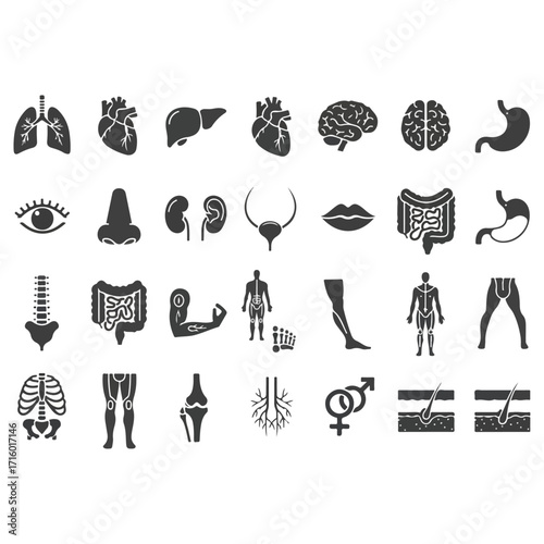 Human Body Organs and Systems - A Comprehensive Medical Illustration.