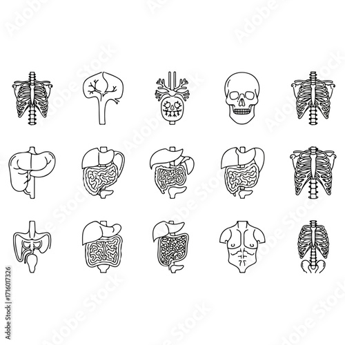 Human Anatomy - A Detailed Line Art Illustration of Organs.
