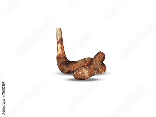 Hedychium spicatum or spiked ginger lily roots isolated on a white background