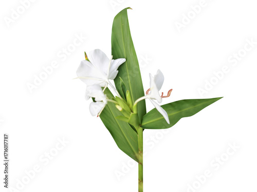 Hedychium spicatum or spiked ginger lily plant with flowers isolated on a white background