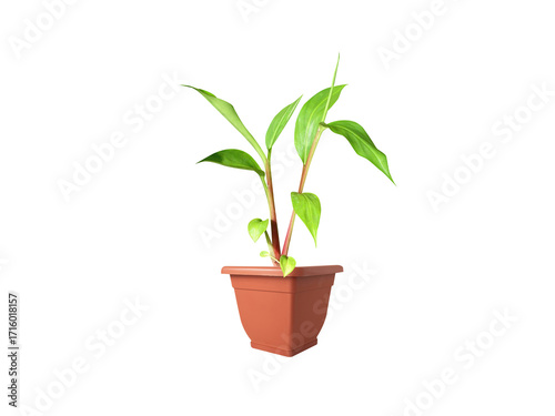 Hedychium spicatum or spiked ginger lily seeding isolated on a white background