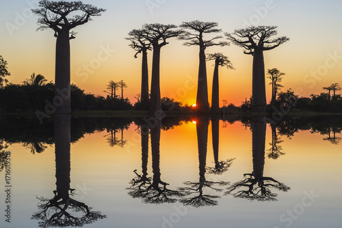 Baobab trees (Adansonia Grandidieri) reflecting in the water at sunset, Morondava, Toliara province, Madagascar