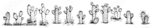 Cactus Collection Hand Drawn Desert Plants Vector Illustration