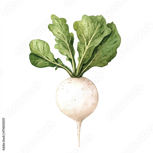 Close up of a white radish with green leaves.