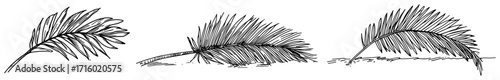Palm Leaves Set Hand Drawn Tropical Fronds Vector Illustration