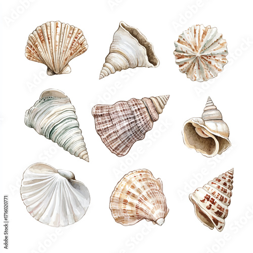 Collection of Seashells A Watercolor Illustration of Ocean Treasures.