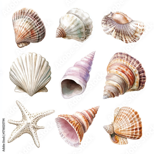 Collection of Seashells and Starfish Watercolor Illustration.