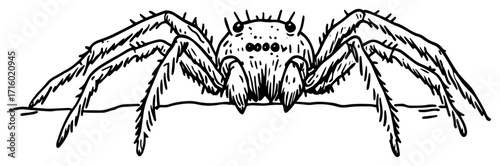 Hairy Spider Tarantula Close Up Doodle Illustration black shape vector laser cutting engraving monochrome print