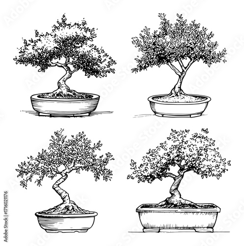 Bonsai Trees Set Hand Drawn Potted Miniature Trees Vector Illustration