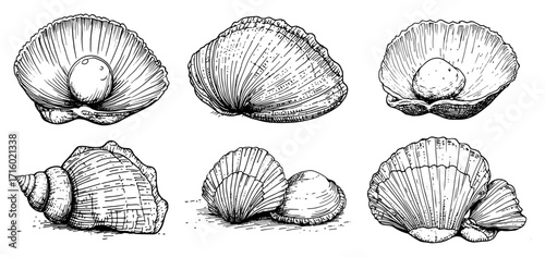 Hand Drawn Seashells and Pearl Illustrations Set