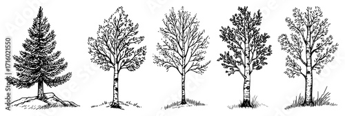 Collection of Hand Drawn Trees in a Sketch Engraving Style