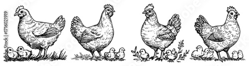 Hand Drawn Hen and Chicks Farm Animal Illustration Set