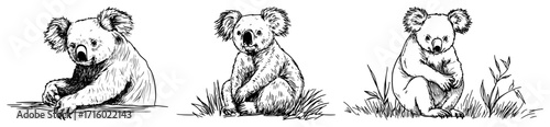 Koala Set Hand Drawn Australian Animals Vector Illustration