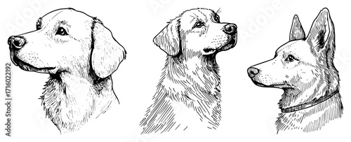 Dog Breed Profiles Hand Drawn Canine Portraits Vector Set