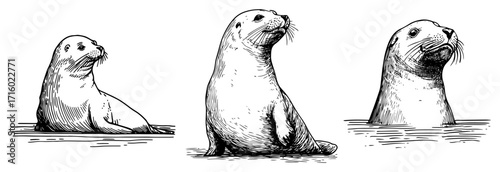 Seals Sitting in Water Marine Mammal Doodle Set black shape vector laser cutting engraving monochrome print