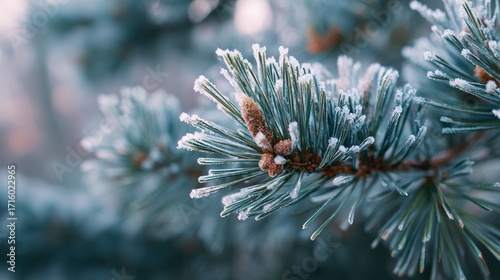 Frosted pine needles in winter wonderland