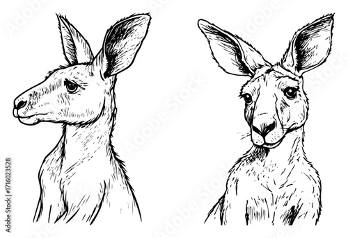 Hand Drawn Kangaroo Portrait a Realistic Animal Sketch Set