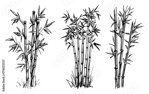 Bamboo Plant Sketches a Collection of Asian Nature Drawings