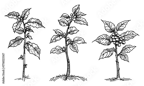 Hand Drawn Coffee Plant Branch with Beans Sketch Set black shape vector laser cutting engraving monochrome print