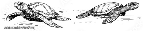 Swimming Sea Turtles a Marine Life Illustration