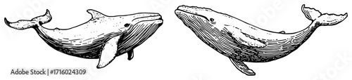 Vintage Hand Drawn Whales Engraving Style Illustration Set black shape vector laser cutting engraving monochrome print