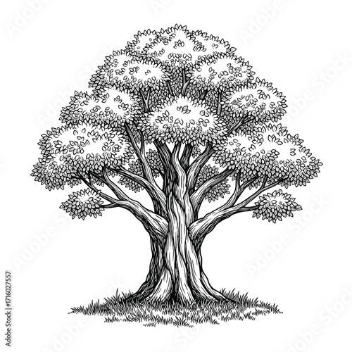 A majestic old oak tree stands tall with sprawling branches and a full canopy of leaves.