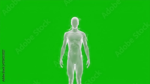 Transparent human body model with visible neural network against a green screen background