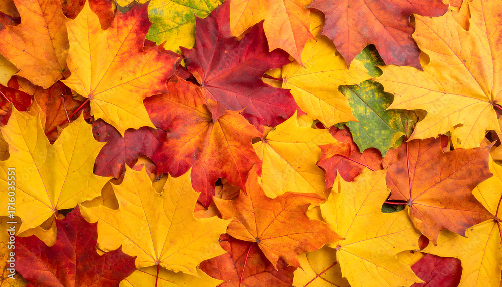 Fototapeta premium Close-up of colorful autumn maple leaves in vibrant shades of orange, yellow, and red.