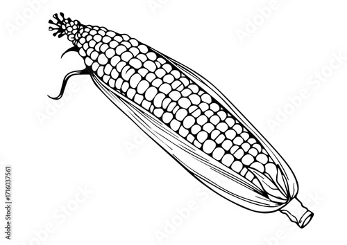 Illustration of corn on cob with detailed outline design  