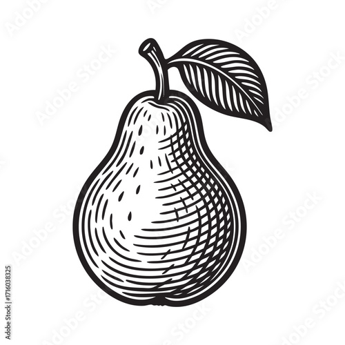pear fruit engraving vector illustration. Scratch board style imitation. Black and white hand drawn image.