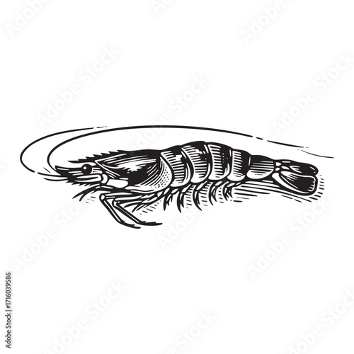 Antique engraved illustration of shrimp with Detailed Line Work and Shading