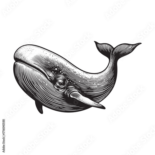Vector illustration of humpback whale in engraving style