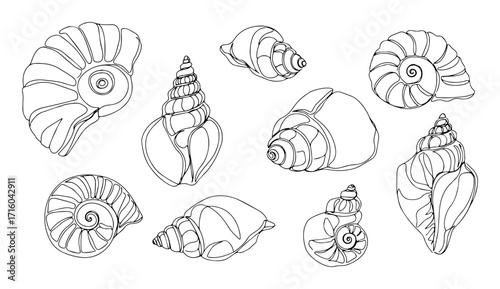 nautilus shell assortment pattern monoline vector sketch