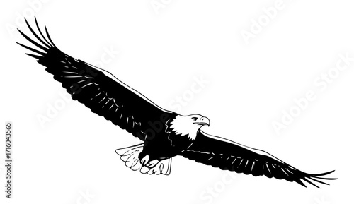 soaring bald eagle in flight design monoline vector