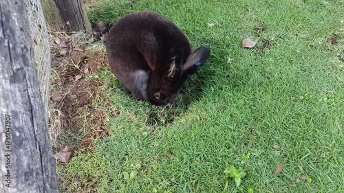 Rabbit Resting Comfortably on Grass in Garden