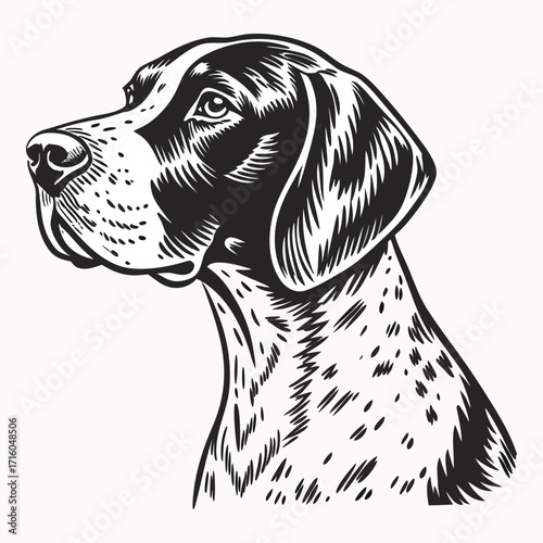 Vintage Style German Shorthaired Pointer Dog Illustration – Hand-Drawn Hunting Dog Portrait. dog vector , dog design, dog logo, dog icon, dog concept, dog template, dog topics. dog art, dog cartoon.