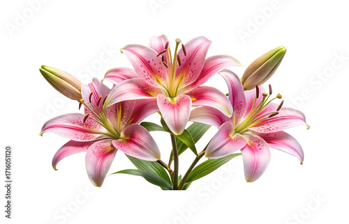 Elegant pink lilies with yellow accents against a clean white background