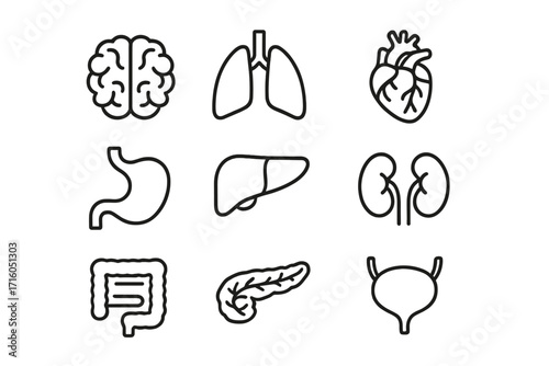 Human internal organs icon set. Anatomy, biology concept. Brain, heart, lungs, liver, kidneys, stomach, intestine. Medical, healthcare pictogram collection. Simple line vector.