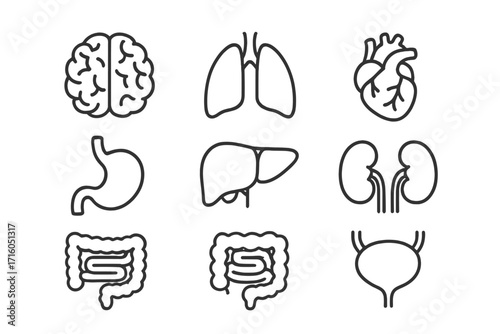 Human internal organs icon set. Thin line art collection for anatomy, biology, and medical concepts. Includes brain, heart, lungs, liver, kidneys, stomach, intestines. Editable stroke vector.