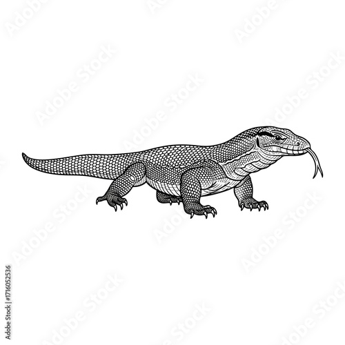 black and white vector illustration of a Komodo dragon.white background