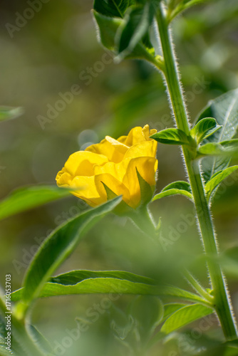 Beautiful blooming ludwigia octovalvis (Mexican primrose-willow), a a semiaquatic subshrub traditionally used as medicinal plant to treat gastrointestinal complaints such diarrhoea and dysentery.