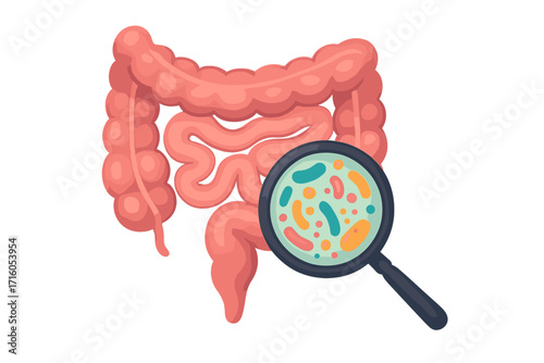 Gut microbiome concept. Human intestine anatomy. Magnifier on bacteria. Leaky gut syndrome, SIBO, candida. Probiotics and digestive health. Bowel flora analysis vector.