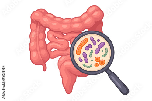 Human intestine with magnifier showing gut microbiome. Concepts of SIBO, leaky gut, candida. Probiotic bacteria flora and digestive health. Medical vector illustration isolated.