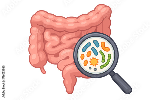 Gut microbiome analysis concept. Human intestine with magnifying glass showing bacteria, probiotics, and candida. SIBO, leaky gut syndrome, dysbiosis medical vector illustration.