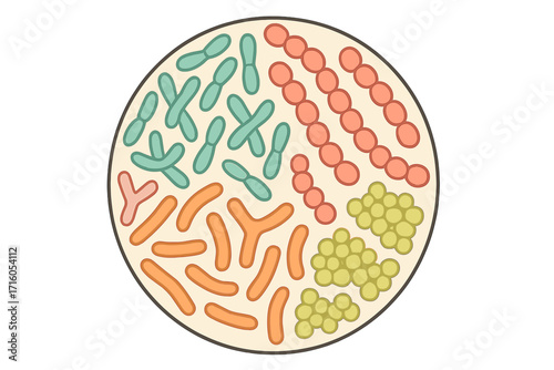 Gut microbiome concept with probiotics. Lactobacillus, bifidobacterium, streptococcus. Healthy digestion and intestinal flora. Vector illustration for science and medical design.