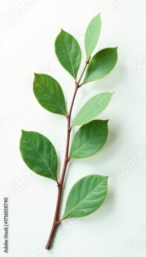 Elegant green eucalyptus branch against white, natural floral design, summer, card, design