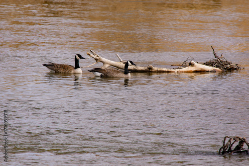 geese in the water