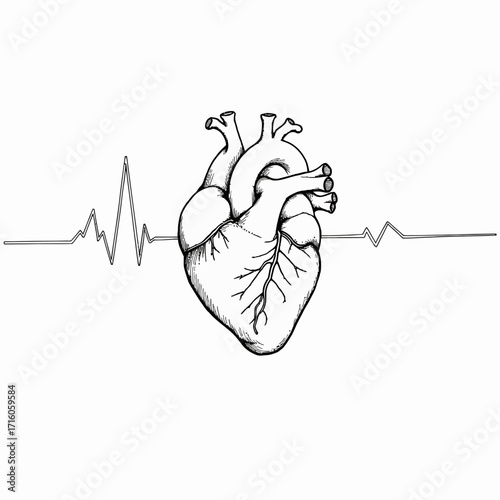 Detailed anatomical heart illustration with surrounding heartbeat line symbolizing cardiovascular health and biological importance of the human heart